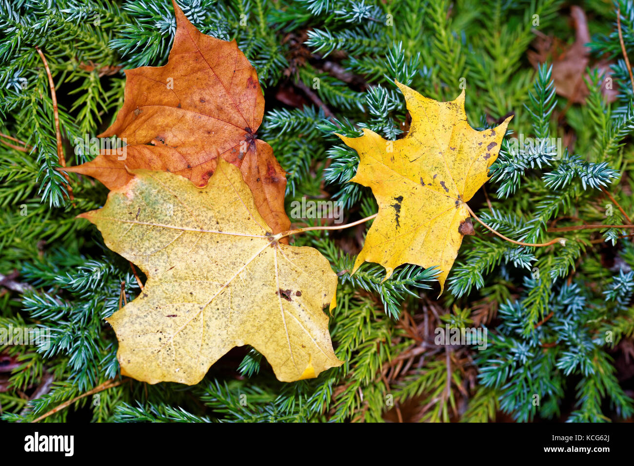 Ahornblätter auf savin Wacholder. Stockfoto