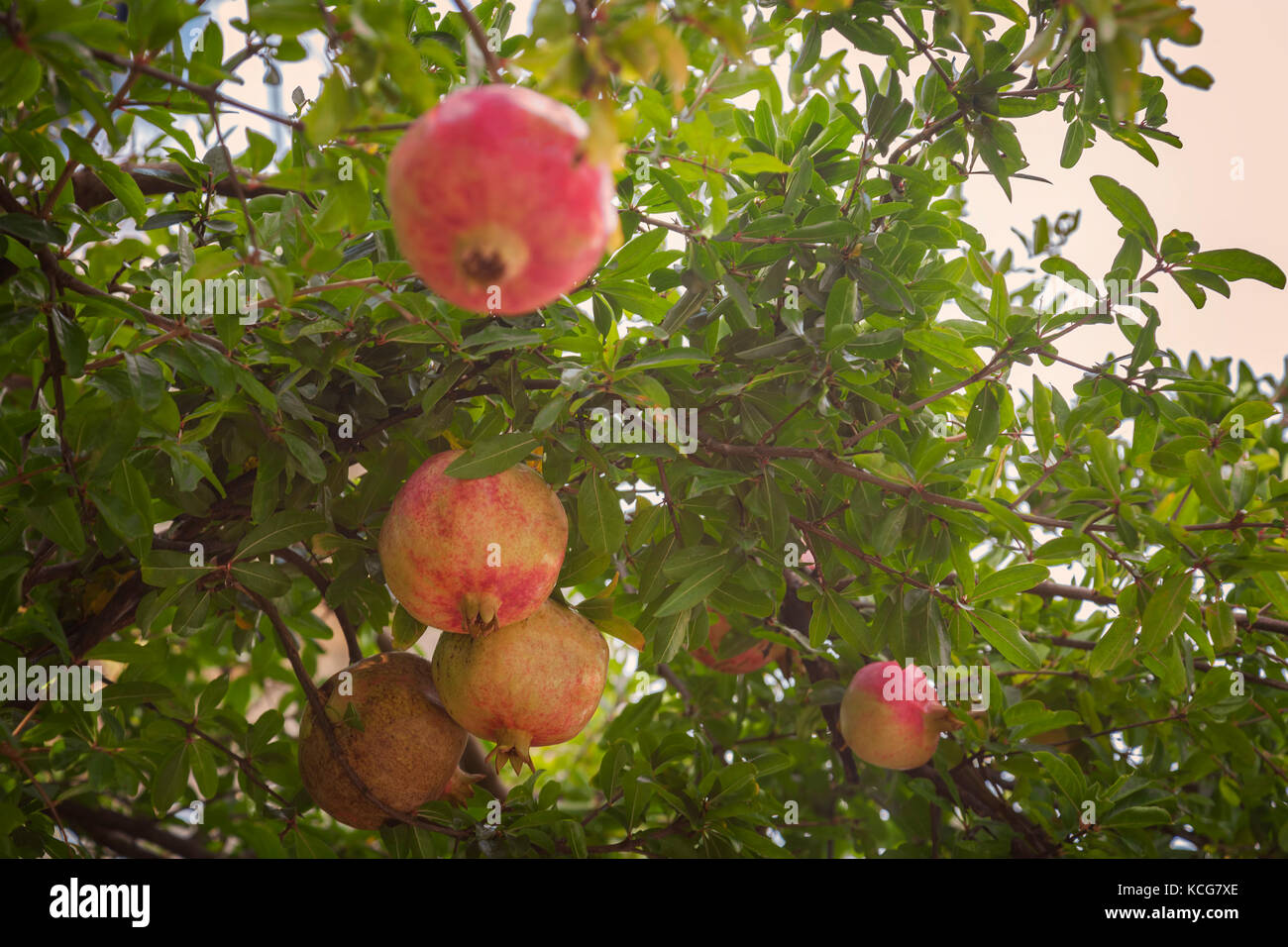 Granatapfel Früchte hängen an einem Baum. Stockfoto