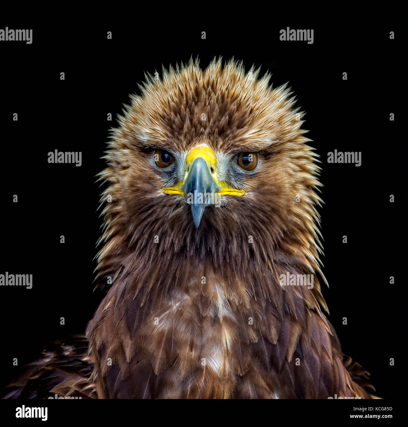 Golden Eagle starrte in Objektiv Stockfoto