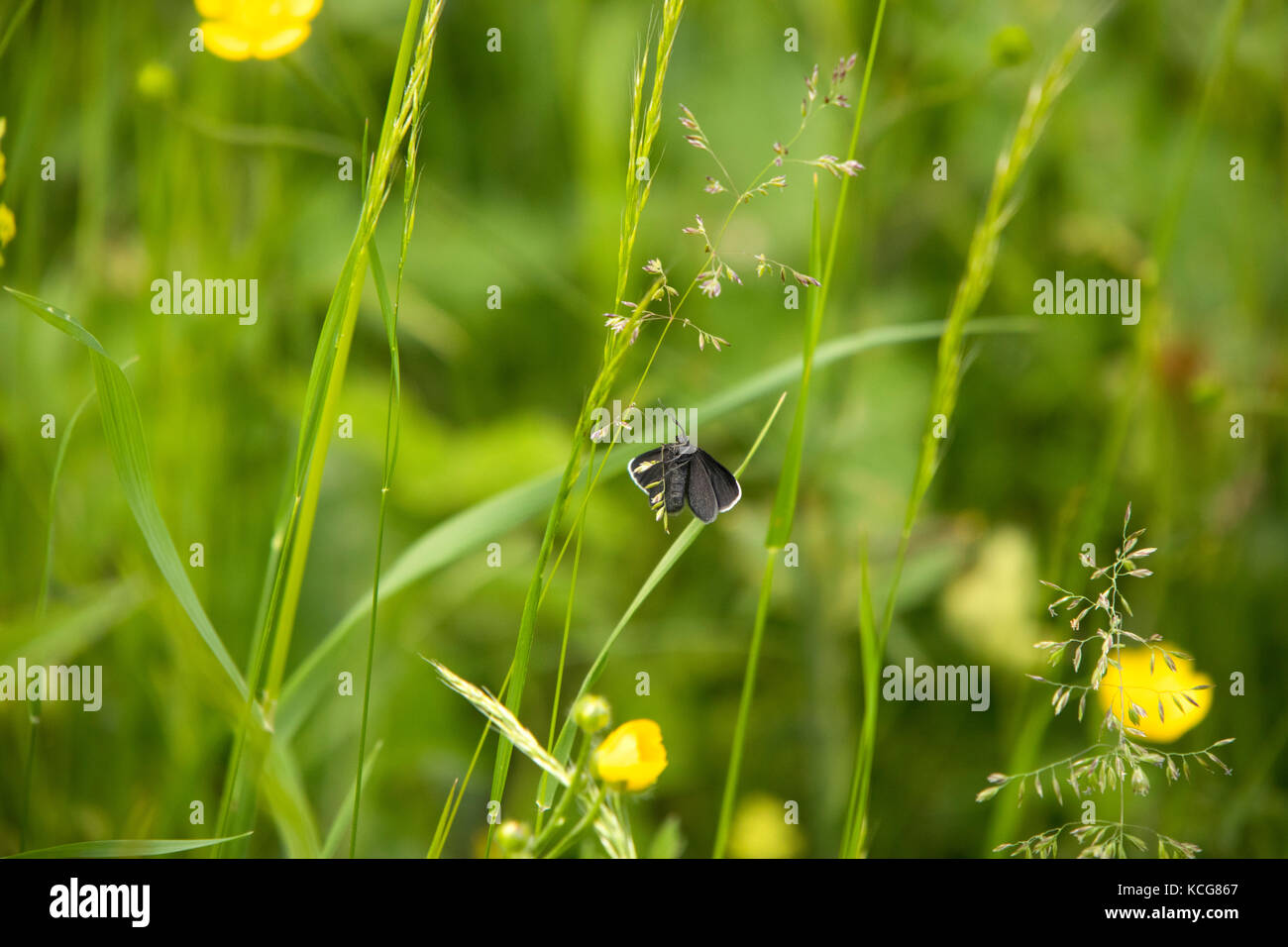 Schornsteinfeger Motte ruht auf Gras Halm Stockfoto
