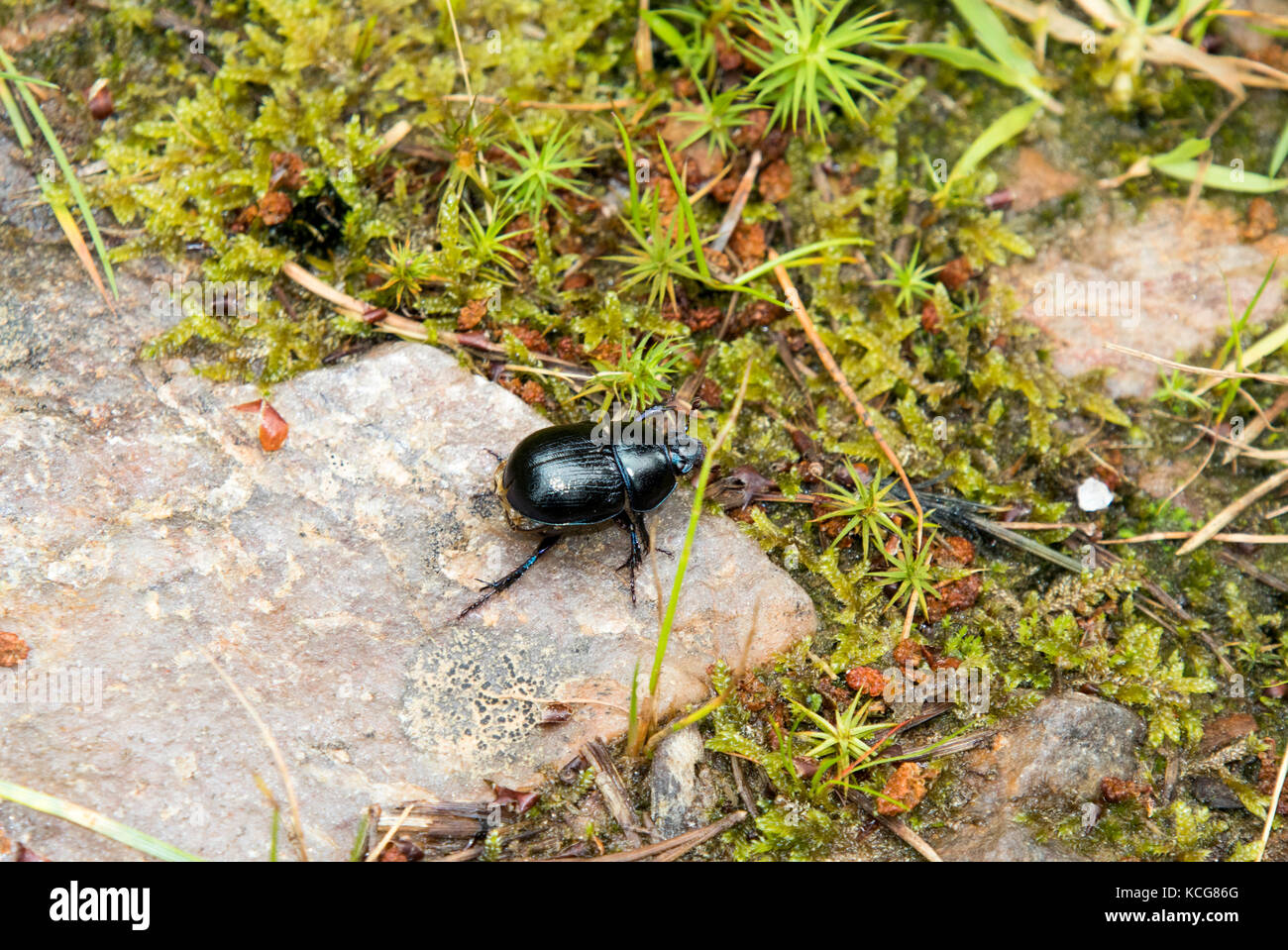 Mistkäfer auf dem Weg in den schottischen Highlands Stockfoto