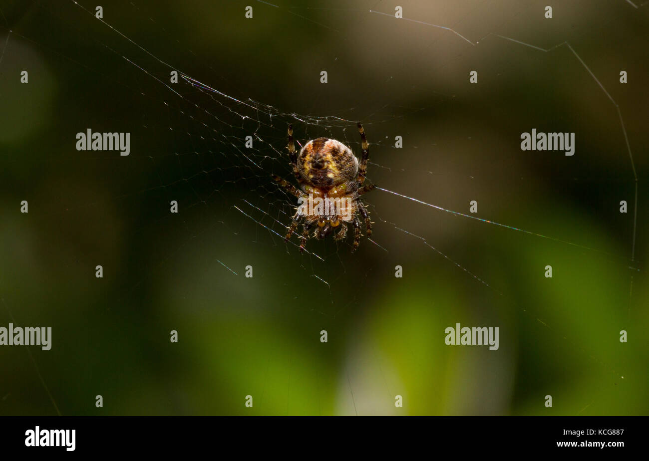 Garten kreuz Spinne im Web Stockfoto