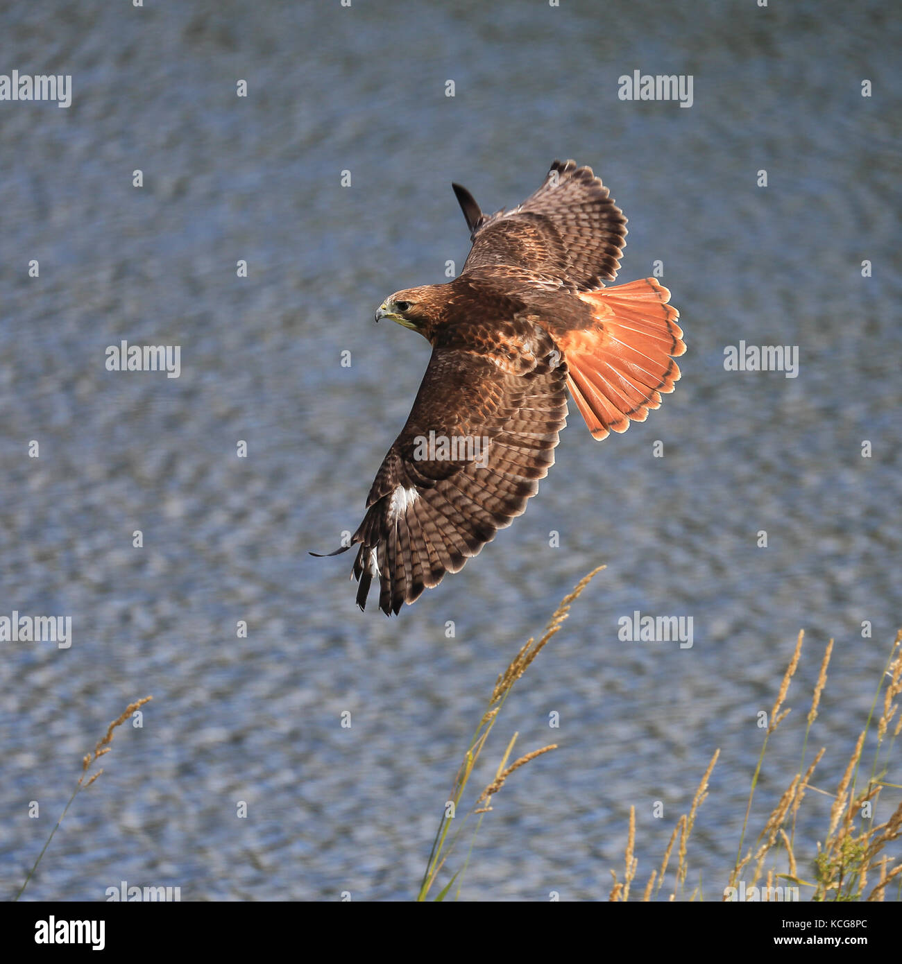 Red Tailed Hawk auch bekannt als Rot-Bussard, Chicken Hawk und Harlands Falke im Flug tailed Stockfoto