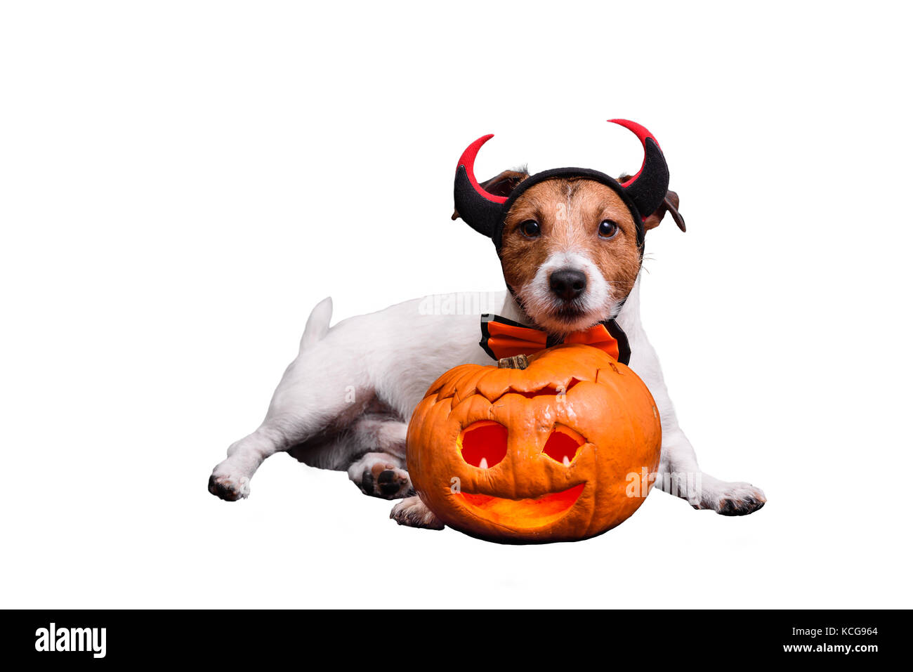 Hund gekleidet in der Teufel Kostüm mit Hörnern und bowtie Stockfoto