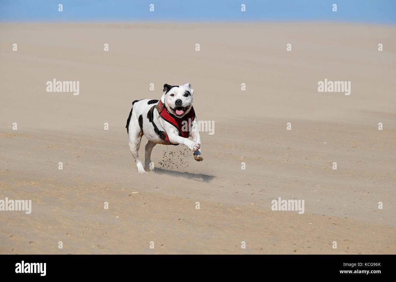 Staffordshire Bull Terrier Hund am Strand, Norfolk, England Stockfoto