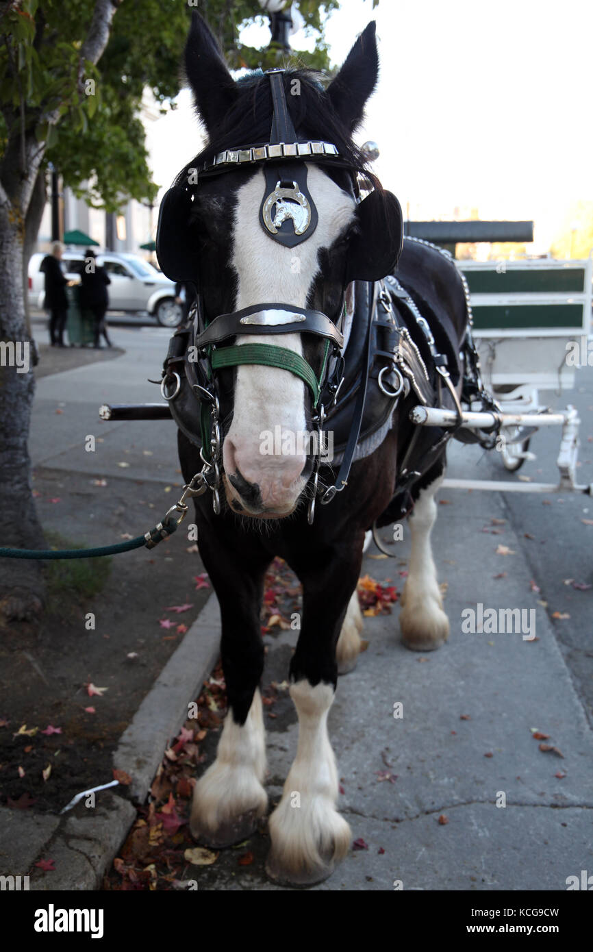 Dolly das Pferd, Erbe Stadtrundfahrten, Victoria BC, Kanada Stockfoto