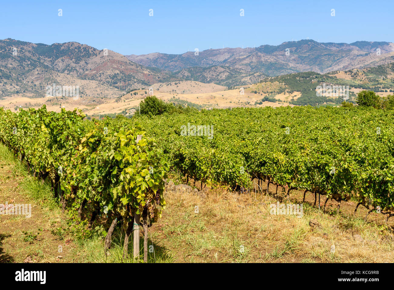 Landschaft mit Weinberg in Sizilien, Italien Stockfoto