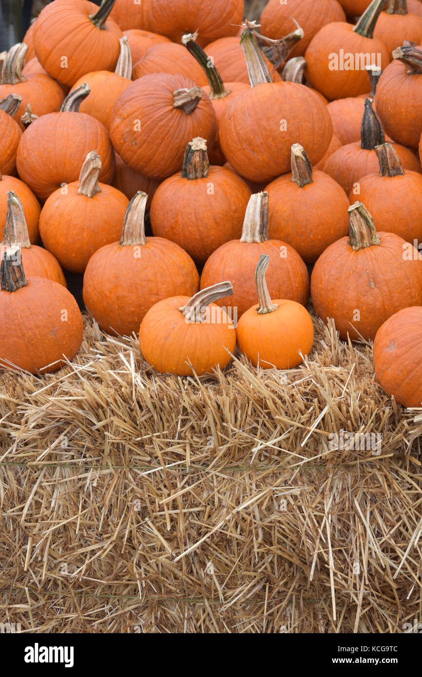 Herbst geernteten Kürbisse am Farmstand Stockfoto