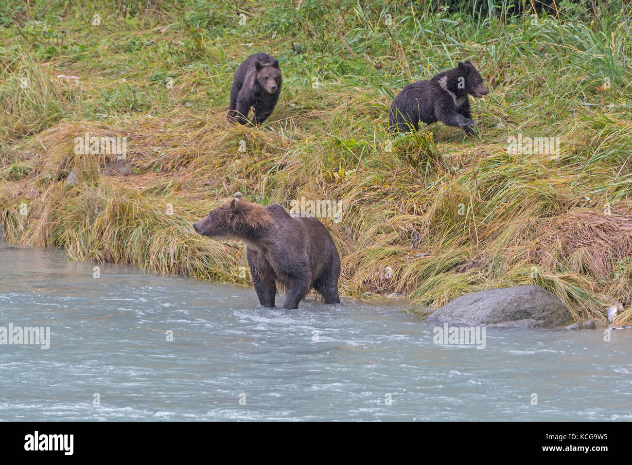 Bärenjunge spielen während Mama Angeln entlang der chilkoot River ist ein Fluss in Alaska Stockfoto