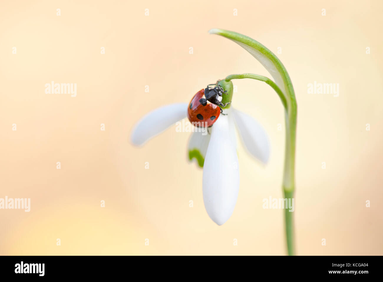 7-Punkt Marienkäfer auf einem Snowdrop spring flower Stockfoto