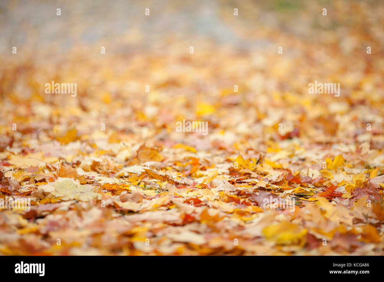 Herbstblätter auf dem Boden mit verschwommenem Hintergrund Stockfoto