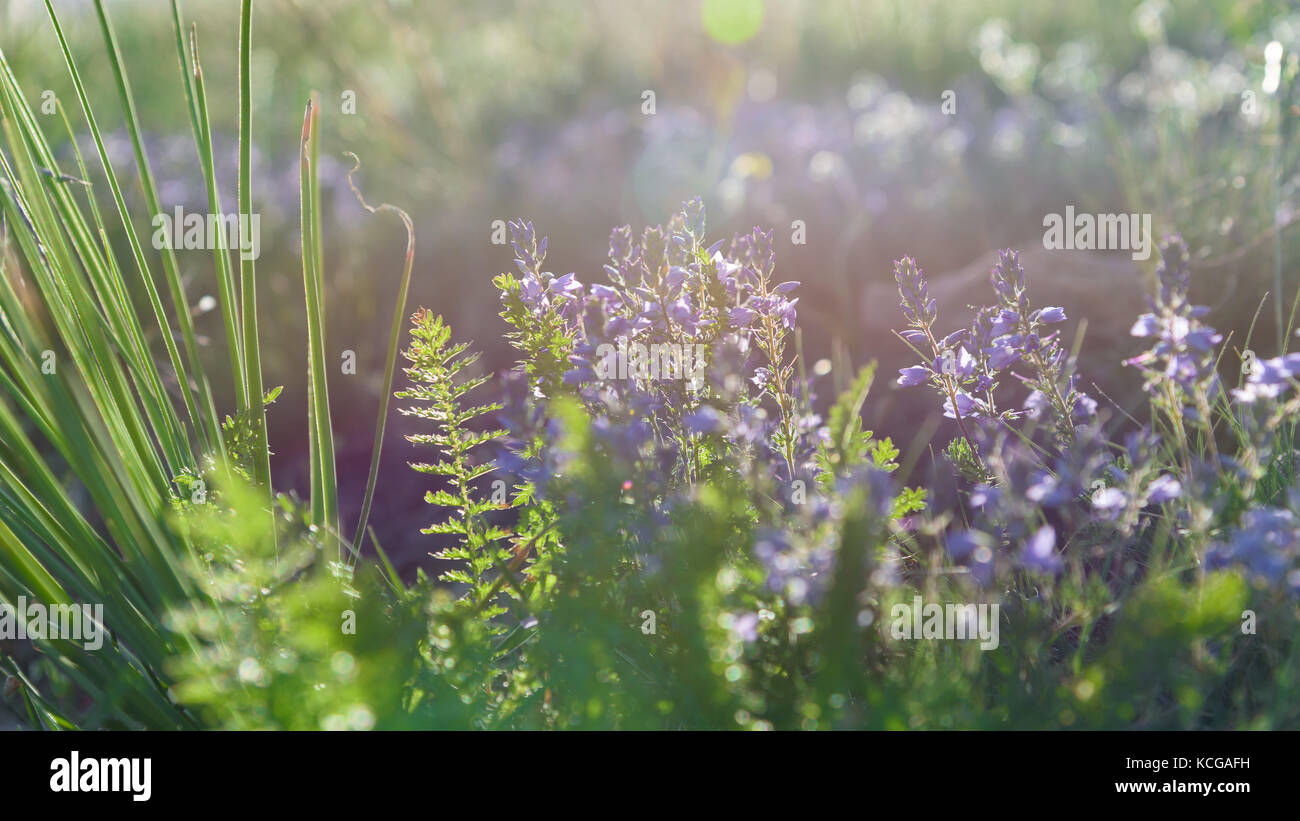 Thymian unter Sonnenlicht closeup Stockfoto