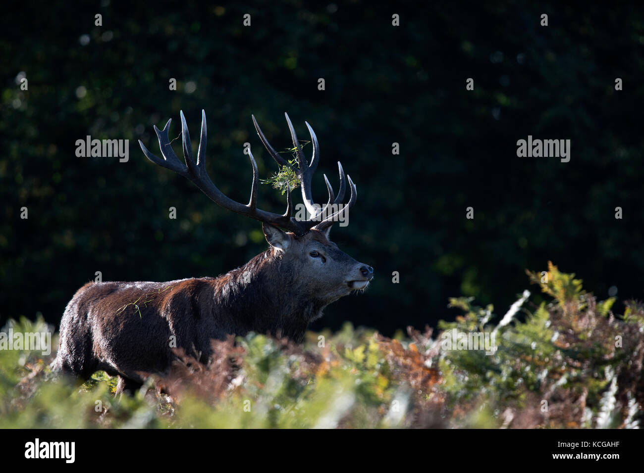 Hirsch Reh in Richmond Park an einem nebligen Morgen in London am 3.Oktober 2017. Stockfoto