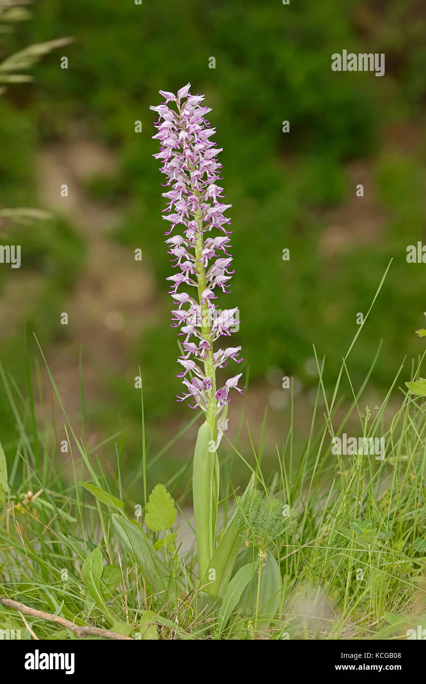 Hybrid zwischen Affe und Orchidee Helm-knabenkraut, Provence, Südfrankreich/(Orchis simia), (Orchis militaris) Stockfoto