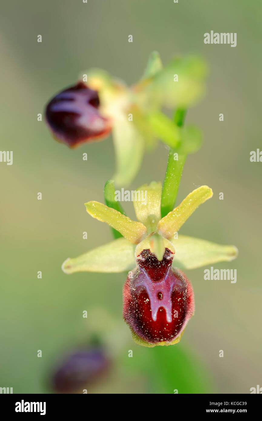 Orchidee, Südfrankreich/(Ophrys passionis, Ophrys garganica Subsp passionis) | Oster-Ragwurz, Suedfrankreich Stockfoto