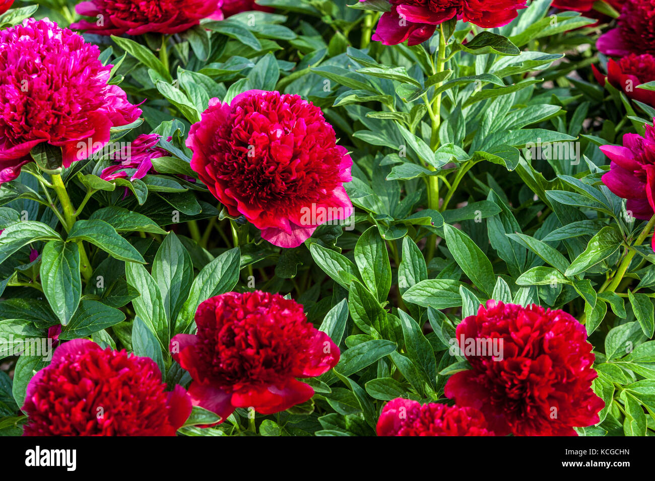 Rote Pfingstrose, Paeonia lactiflora 'Red Charm' Stockfoto