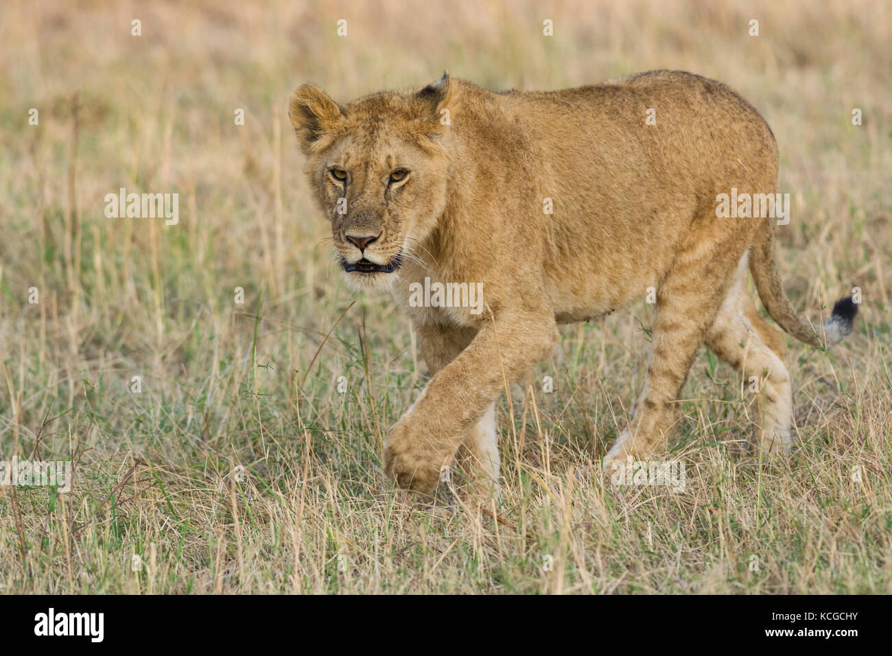 Löwe (Panthera leo) Cub zu Fuß auf Savanne, Masai Mara National Game Park finden, Kenia, Ostafrika Stockfoto
