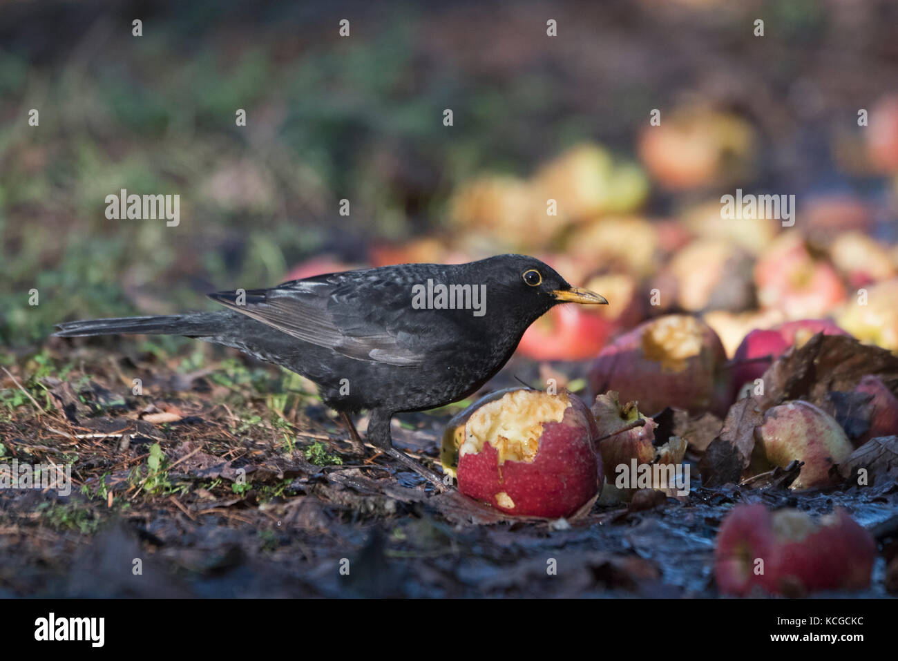 Amsel Turdus merula männlichen Fütterung auf die Äpfel im Garten Norfolk winter Stockfoto