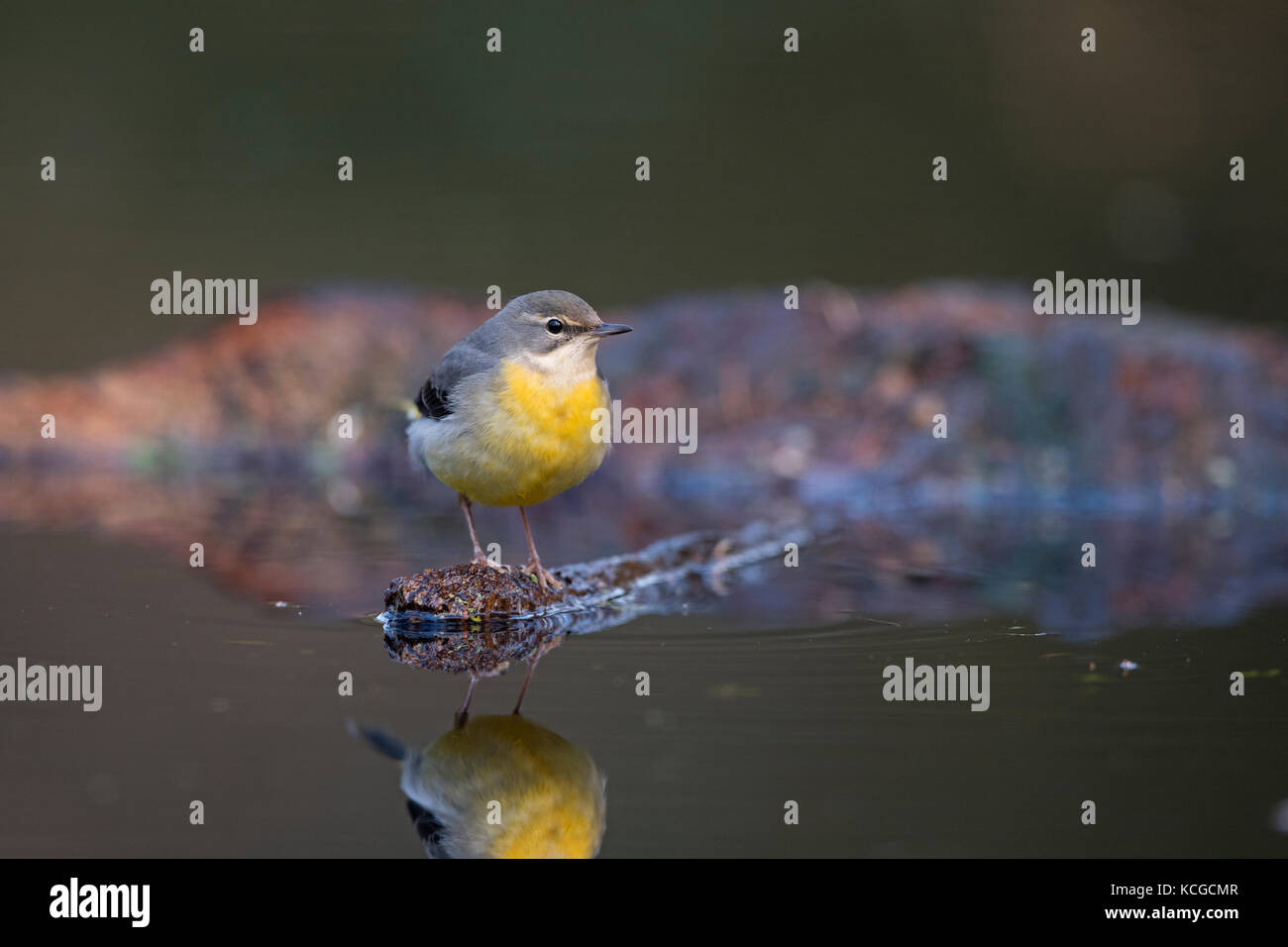 Gebirgsstelze Motacilla cinerea Weibchen überwintern auf Woodland pool Norfolk Januar Stockfoto