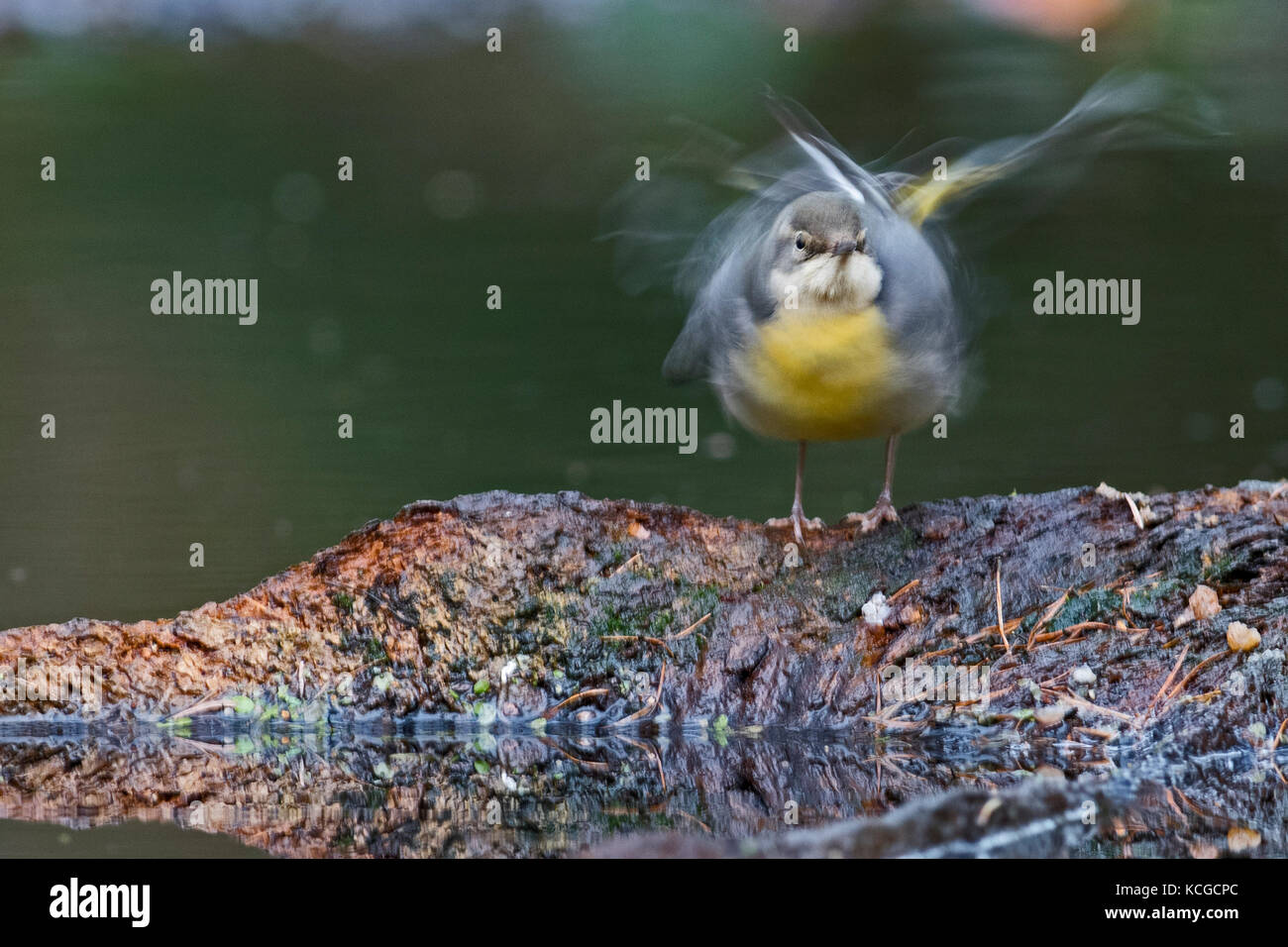 Gebirgsstelze Motacilla cinerea Weibchen überwintern auf Woodland pool Norfolk Januar Stockfoto