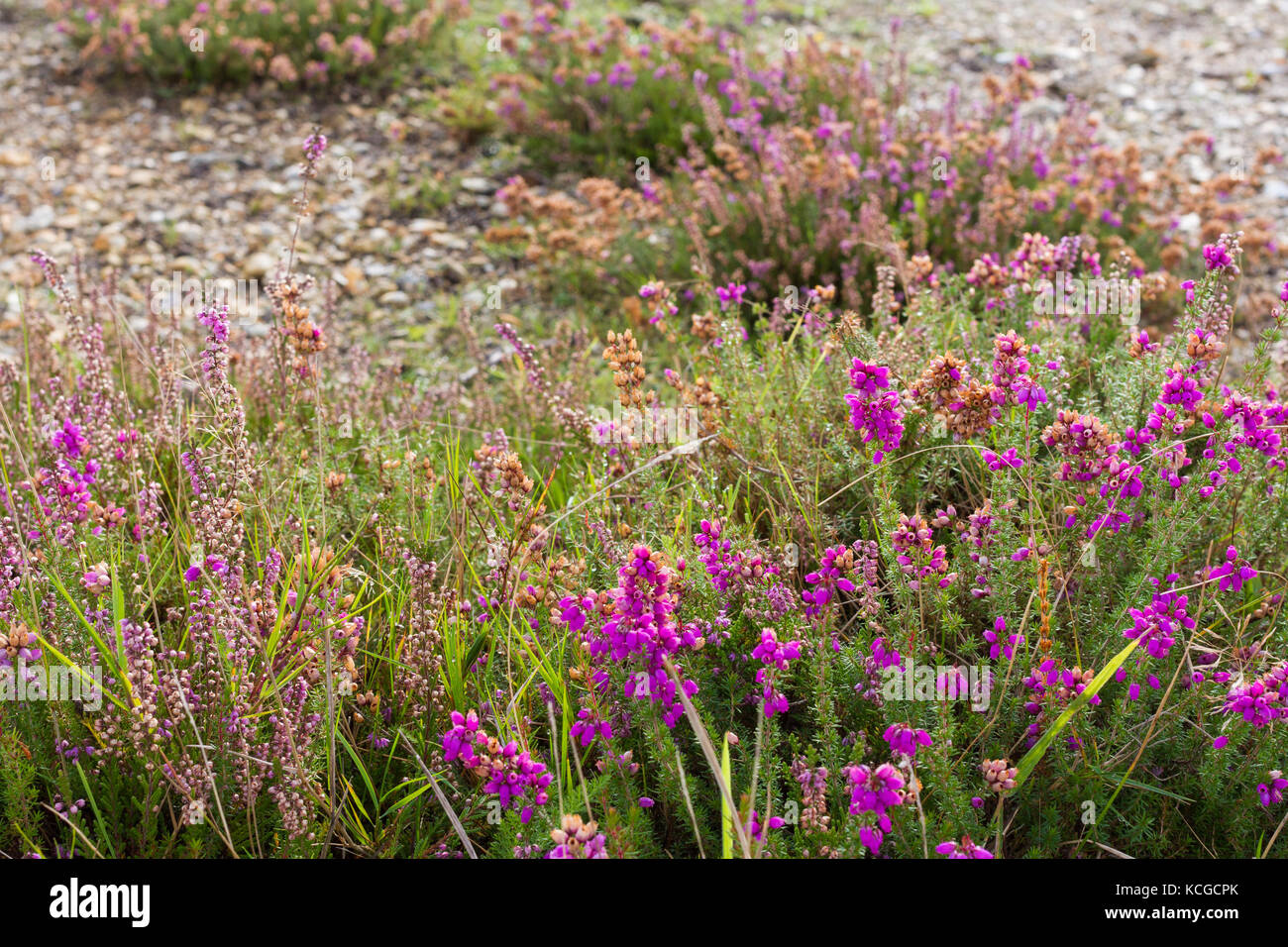 Heather: Calluna vulgaris (Ling), Erica cinerea (glockenheide), wächst an gemeinsamen Heide in Dorset, Großbritannien Stockfoto