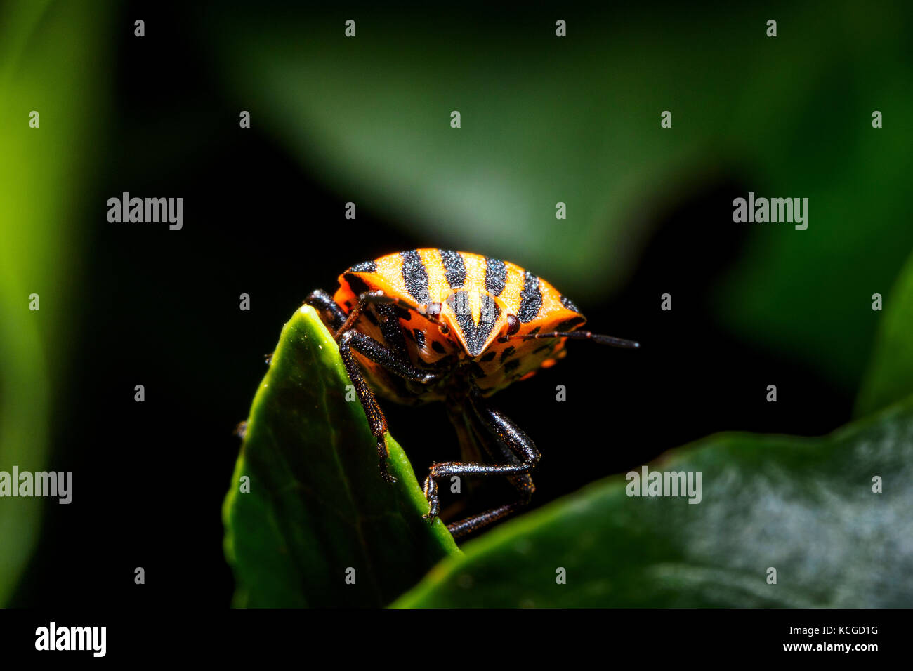 Italienische gestreift-Bug / Minstrel Fehler / Harlekin Bug (Graphosoma Lineatum / Graphosoma unsere) Stockfoto