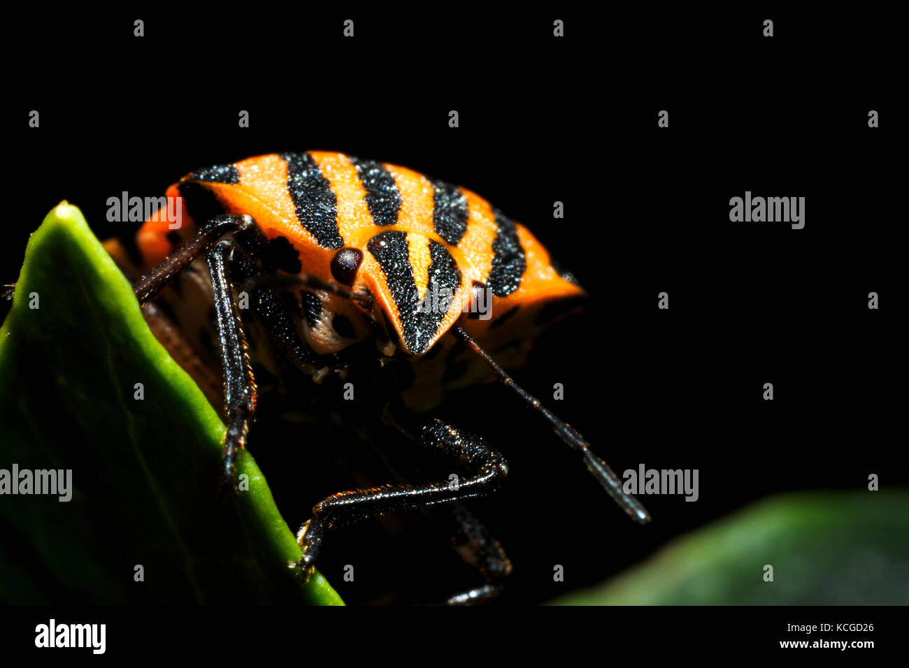 Italienische gestreift-Bug / Minstrel Fehler / Harlekin Bug (Graphosoma Lineatum / Graphosoma unsere) Stockfoto