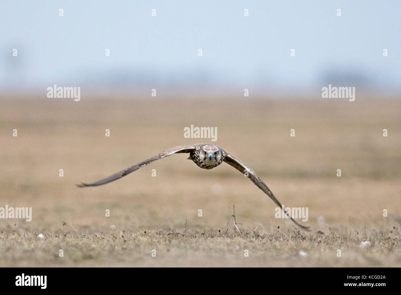 Sakerfalke Falco cherrug Hortobagy National Park Ungarn Januar Stockfoto