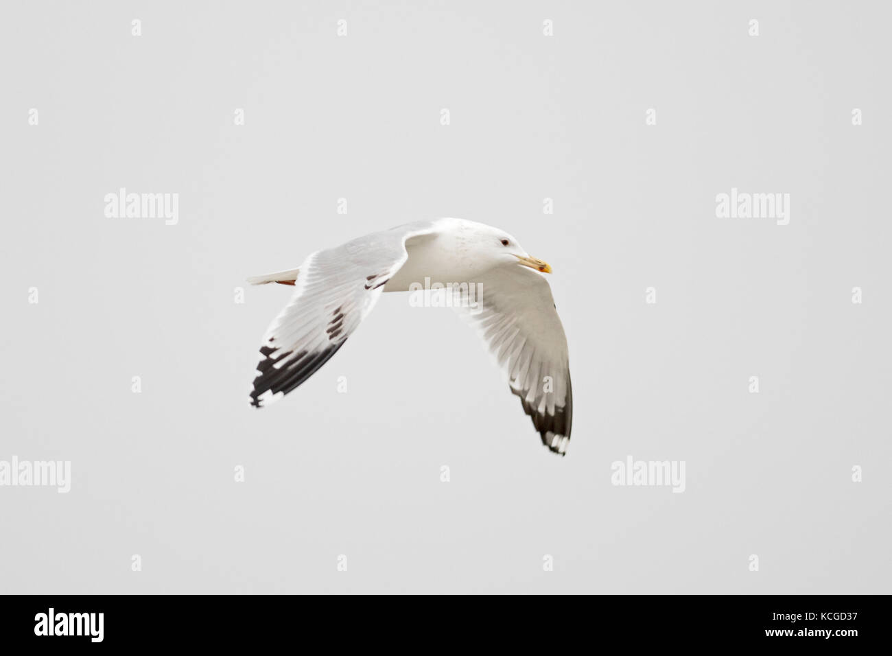 Caspian Gull Larus cachinnans nach Hortobagy National Park Ungarn Januar Stockfoto