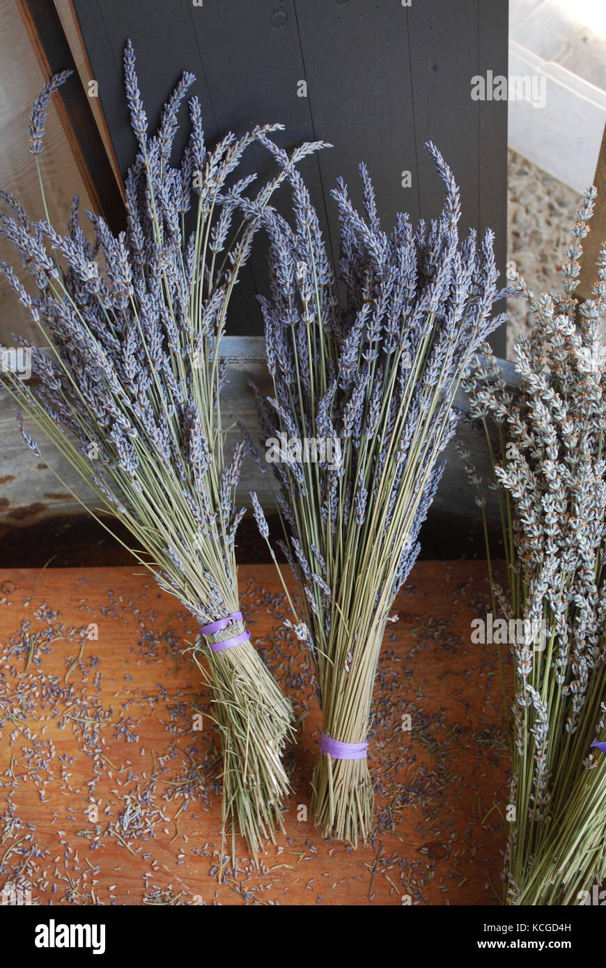 Bündel von Lavendel - Sequim, WA. USA Stockfoto