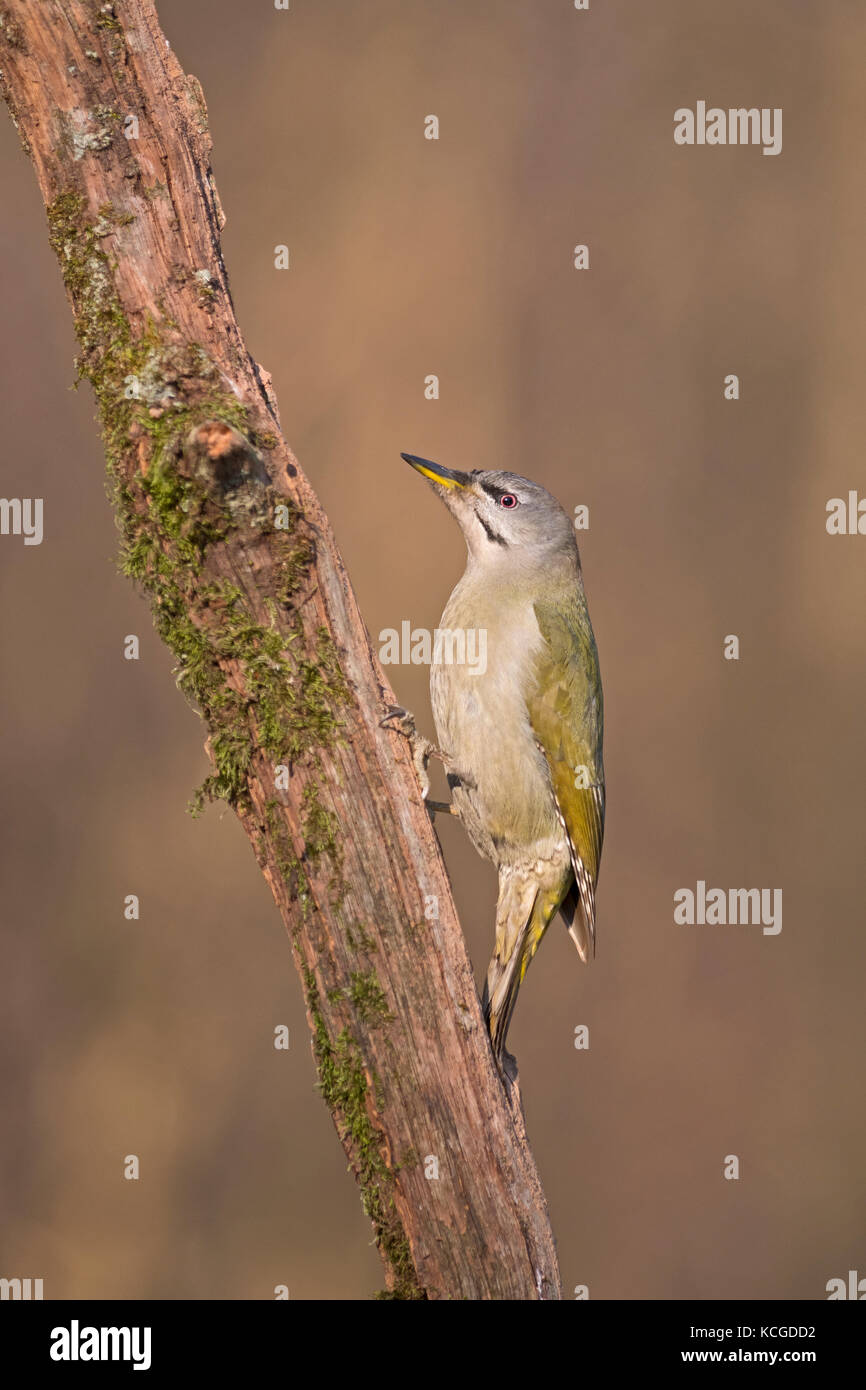 Graue Specht Picus canus weiblichen Hortobagy National Park Ungarn Januar Stockfoto