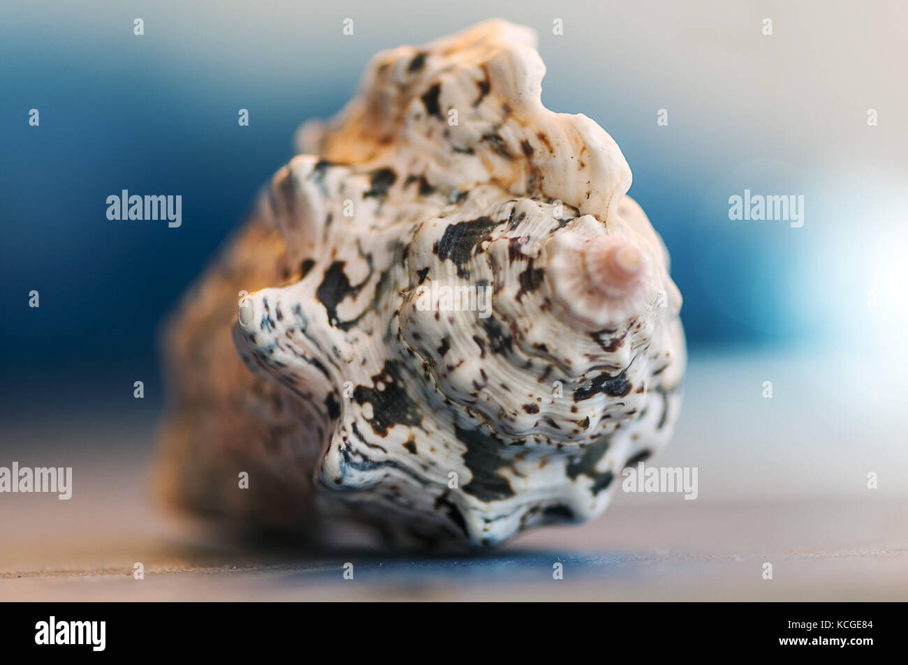 Close-up auf eine Muschel. geringe Tiefenschärfe. Stockfoto