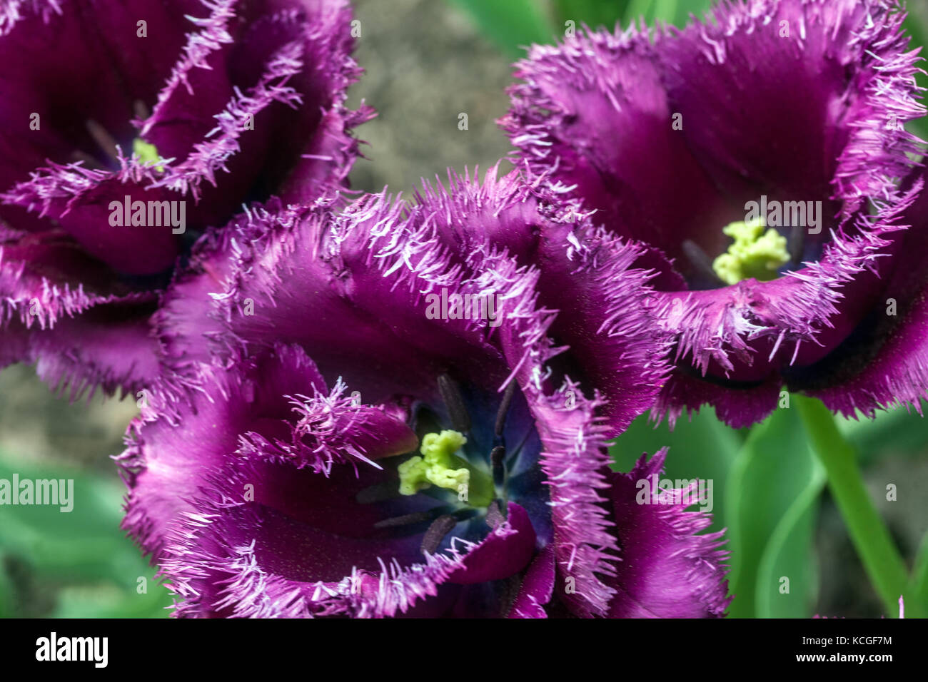 Fringed Tulips Blume Purple Tulipa ' Gorilla ' Mauve Dark Purple Fringed Tulip Stockfoto