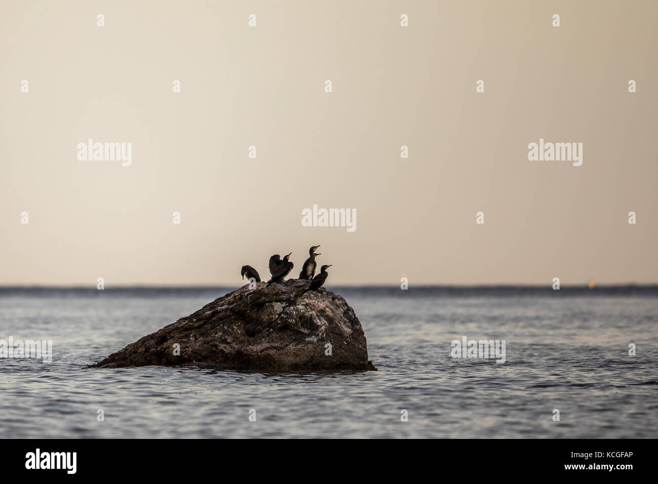 Auf den Lofoten vaeroy ist ein Bird Island. grosse Kormorane Phalacrocorax carbo als große schwarze Kormoran sitzt auf einem Felsen im Meer bekannt Stockfoto