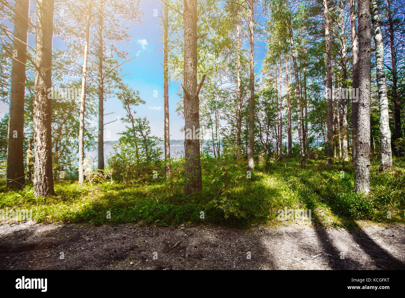 Wald. Ökologie panorama Stockfoto