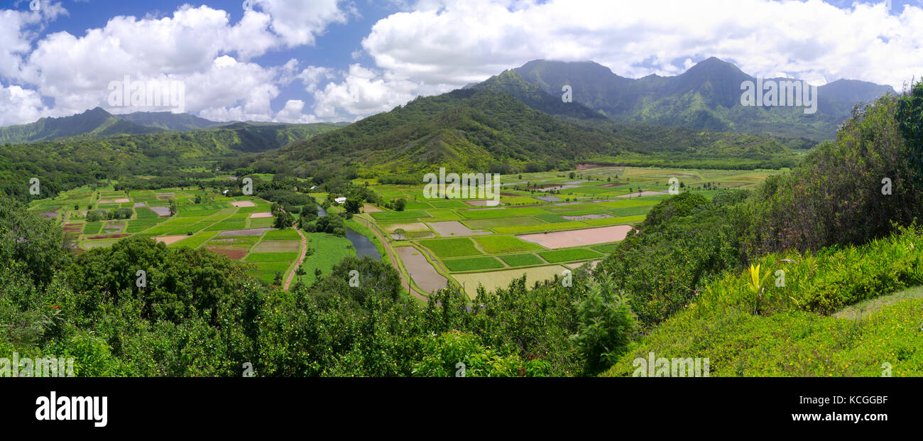 Panoramablick von taro Reisfelder in der hanalei Valley, in der Nähe von Princeville, Kauai, Hawaii, USA. Stockfoto