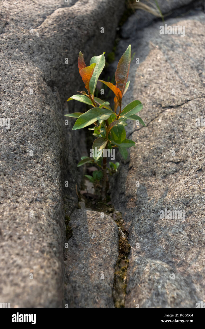 Eine kleine Pflanze durch die Sprünge von einem Felsen wachsende Stockfoto