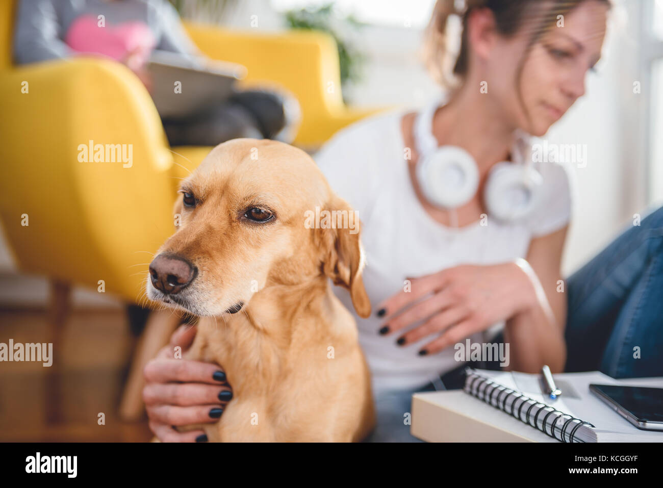 Kleine gelbe Hund auf dem Fußboden durch die Frau, die ihn zu Hause petting Sitzt Stockfoto