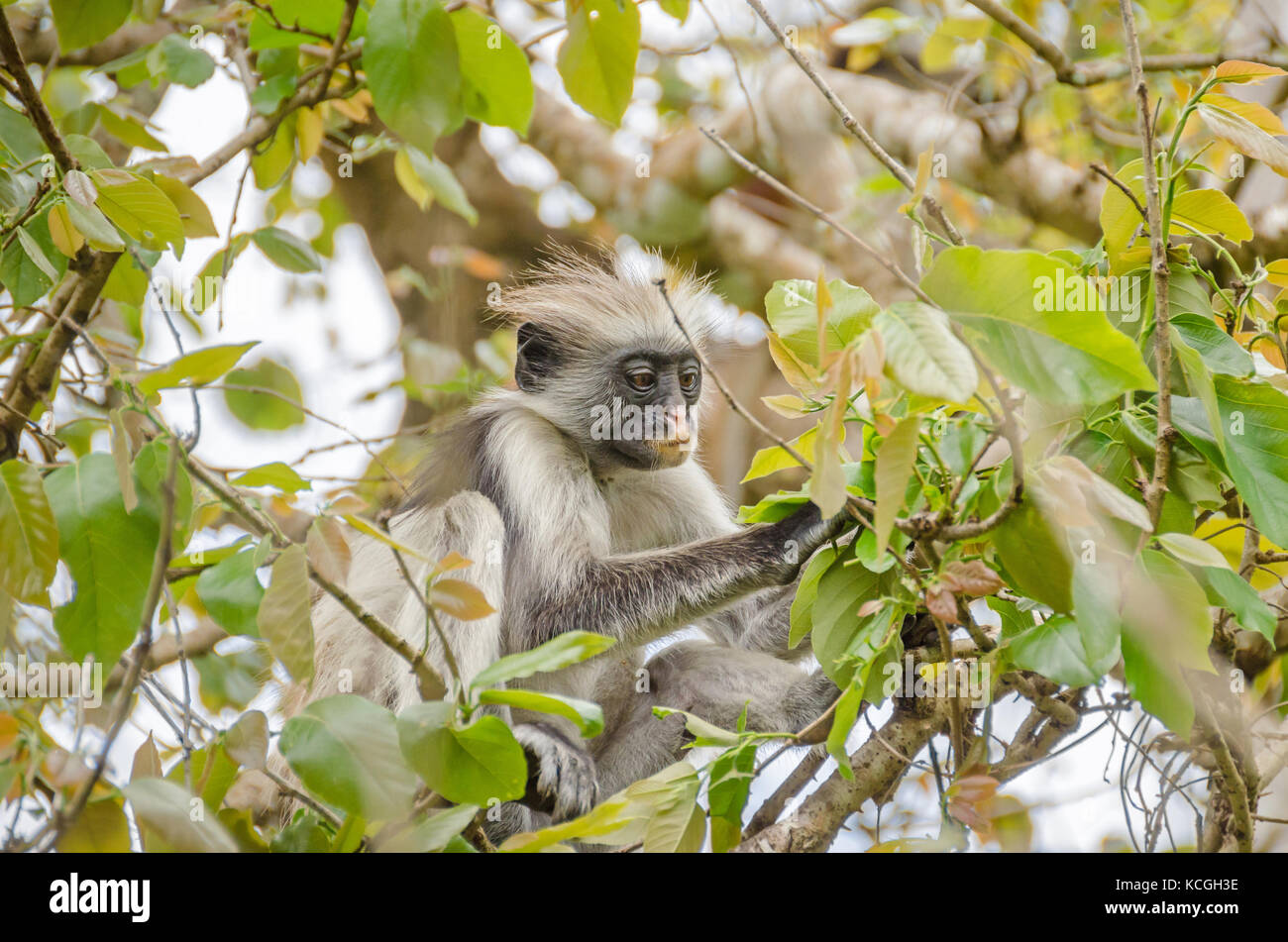 Sansibar Rot oder Rot colobuses's Kirk colobus, Alt- Welt- Affen, die am stärksten bedrohten taxonomischen Gruppe von Primaten in Afrika, auf einem Baum in den Jozani Forest Stockfoto