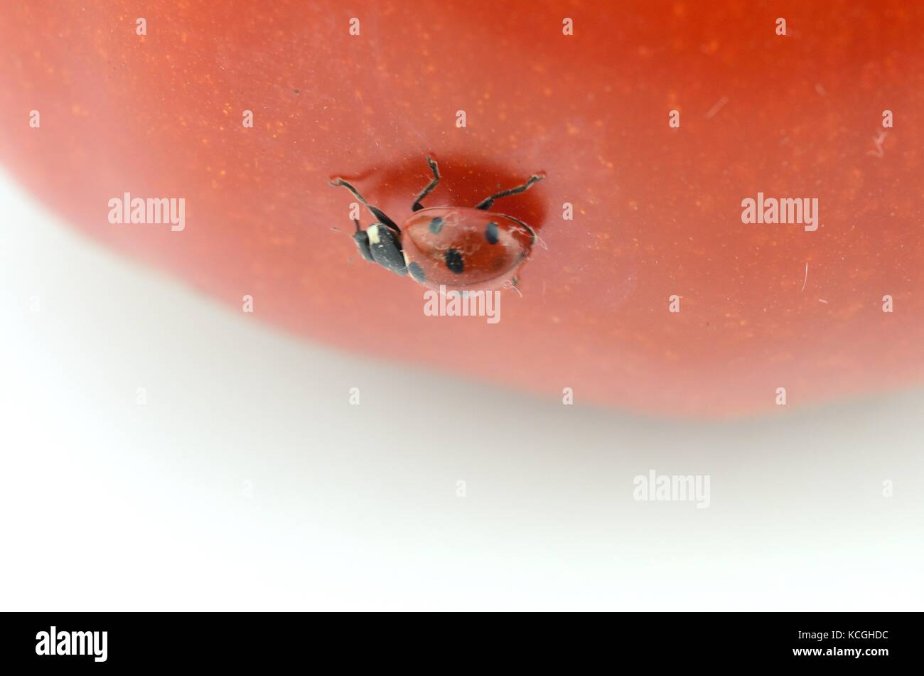 Makro Bilder von ladybird Käfer auf eine Tomatenpflanze Stockfoto