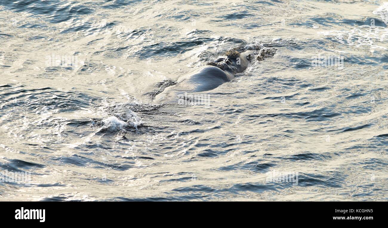 Southern Right Whale, Eubalaena Australis, nah an Land, auf See Oberfläche aufliegt, den Rücken und Blowhole ausgesetzt. Hermanus, Garden Route, Südafrika Stockfoto