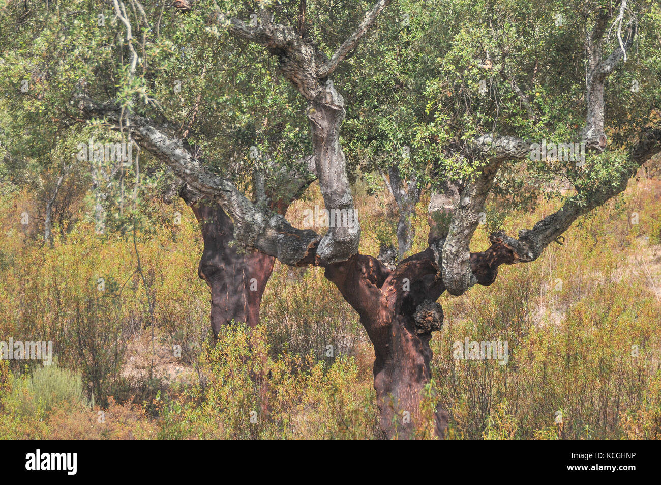 Korkeichen in der Extremadura, Spanien Stockfoto