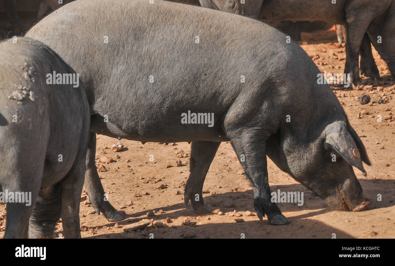 Iberico de Belota Schweine, Extremadura, Spanien Stockfoto