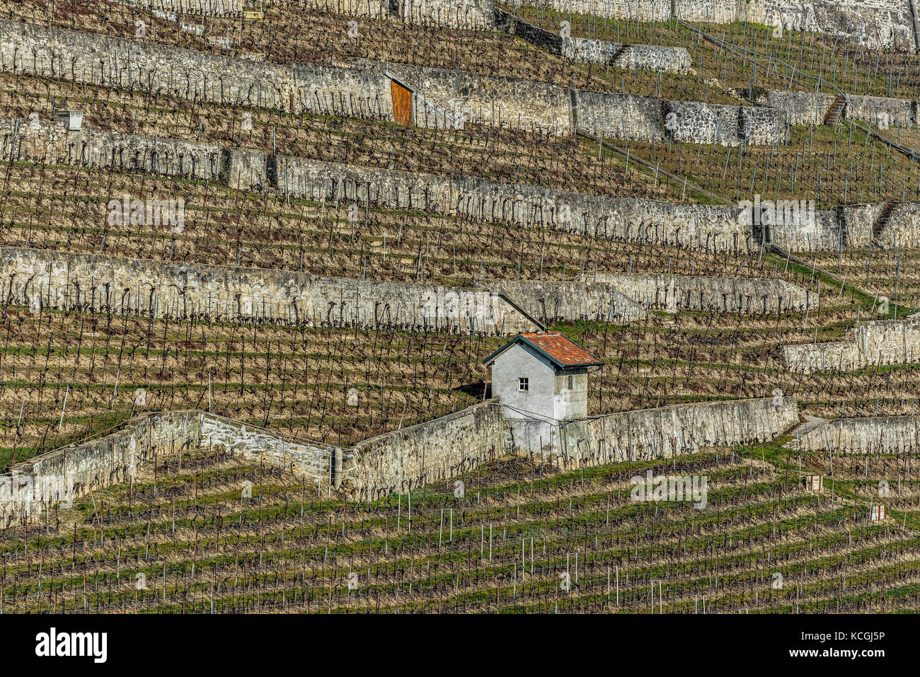 Vineyarsds um puidoux, Morges, Waadt, Schweiz Stockfoto