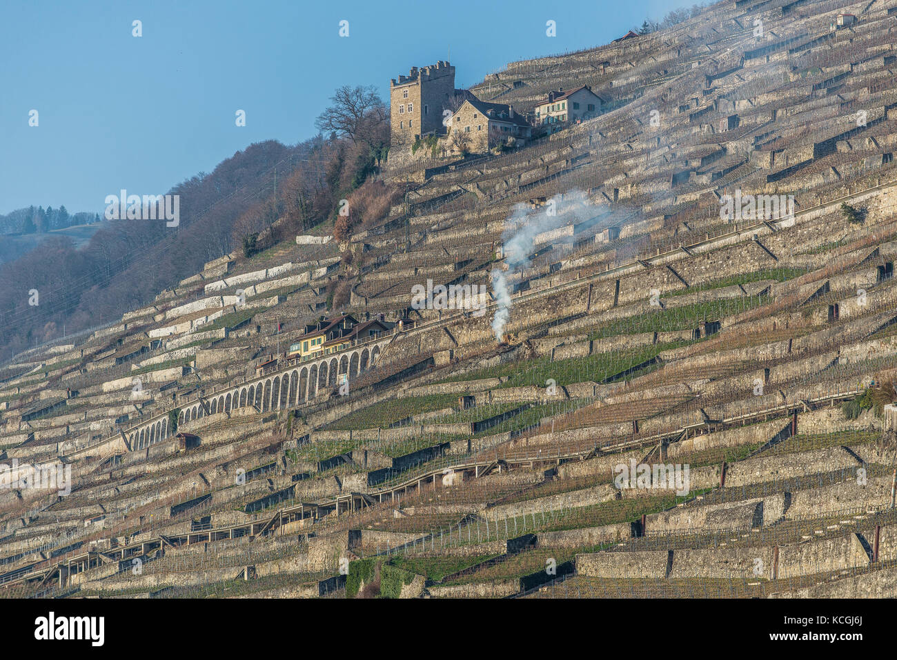 Weinbau der Waadt, Schweiz Stockfoto