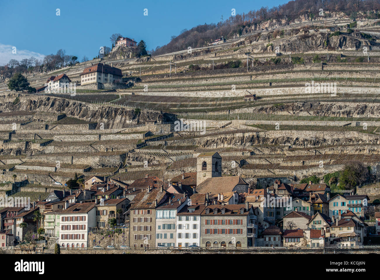 Weinbau von St. Saphorin, Morges, Waadt, Schweiz Stockfoto