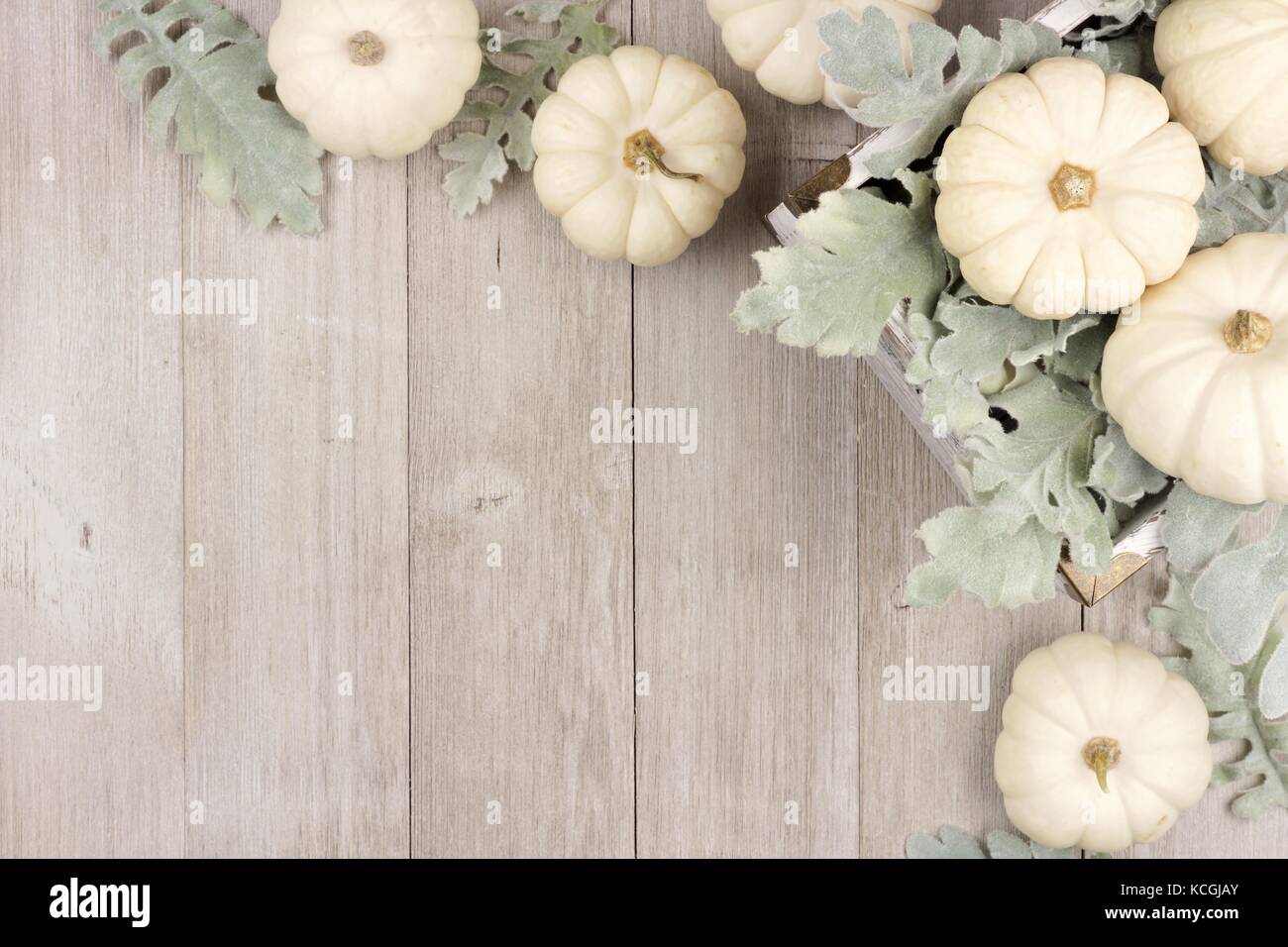 Herbst Ecke Grenze von Weiß Kürbisse und silbernen Blätter über eine rustikale Hellgrau Holz Hintergrund Stockfoto