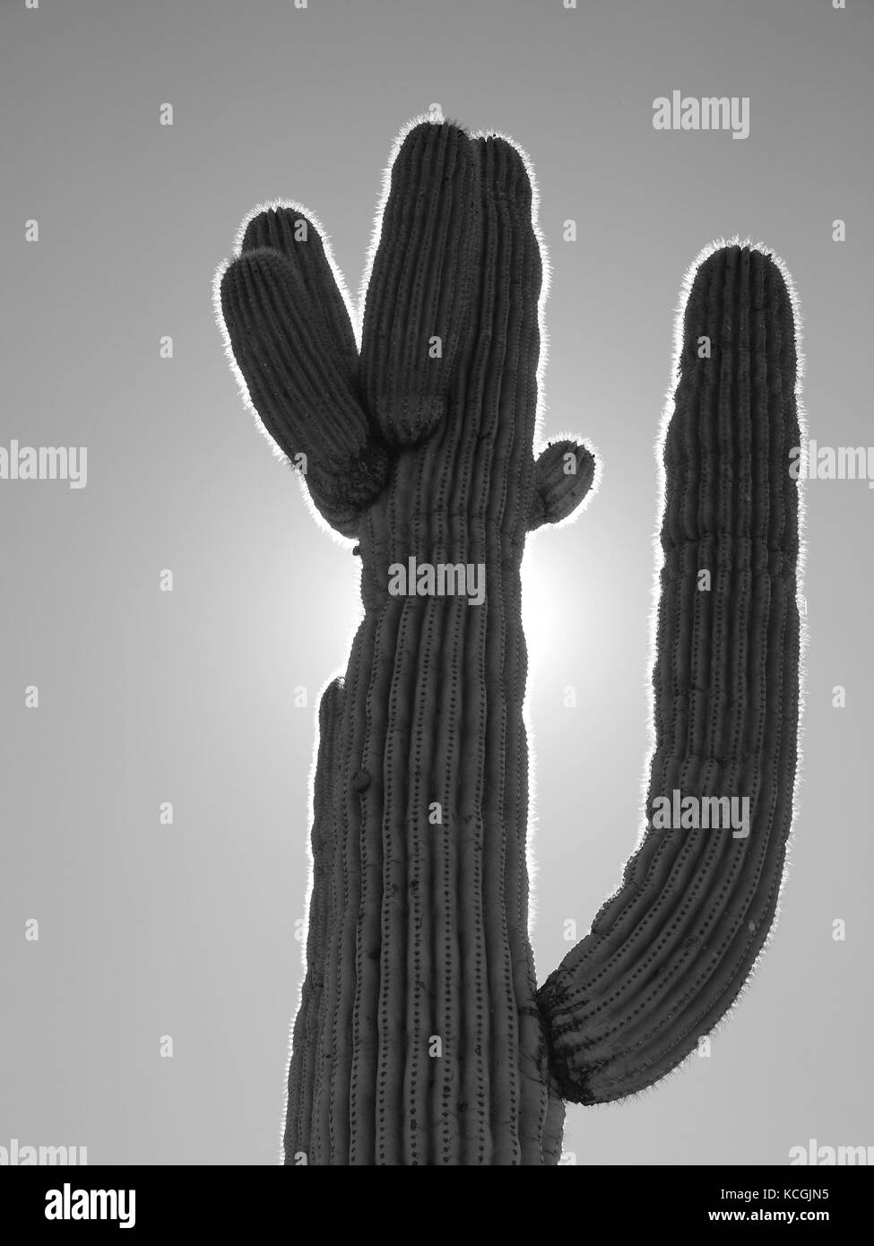 Arizona Saguaro Kaktus am Superstition Mountain, in der Nähe von Apache Junction, Arizona, beleuchtet in der Nachmittagssonne. Stockfoto