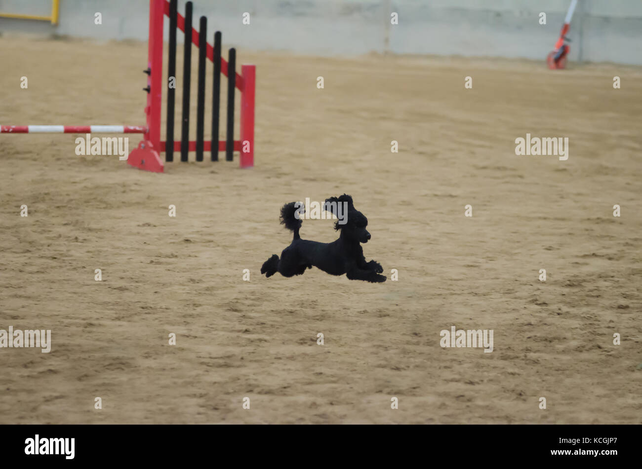 Einen kleinen schwarzen Pudel stürzend bis zur Ziellinie an agility