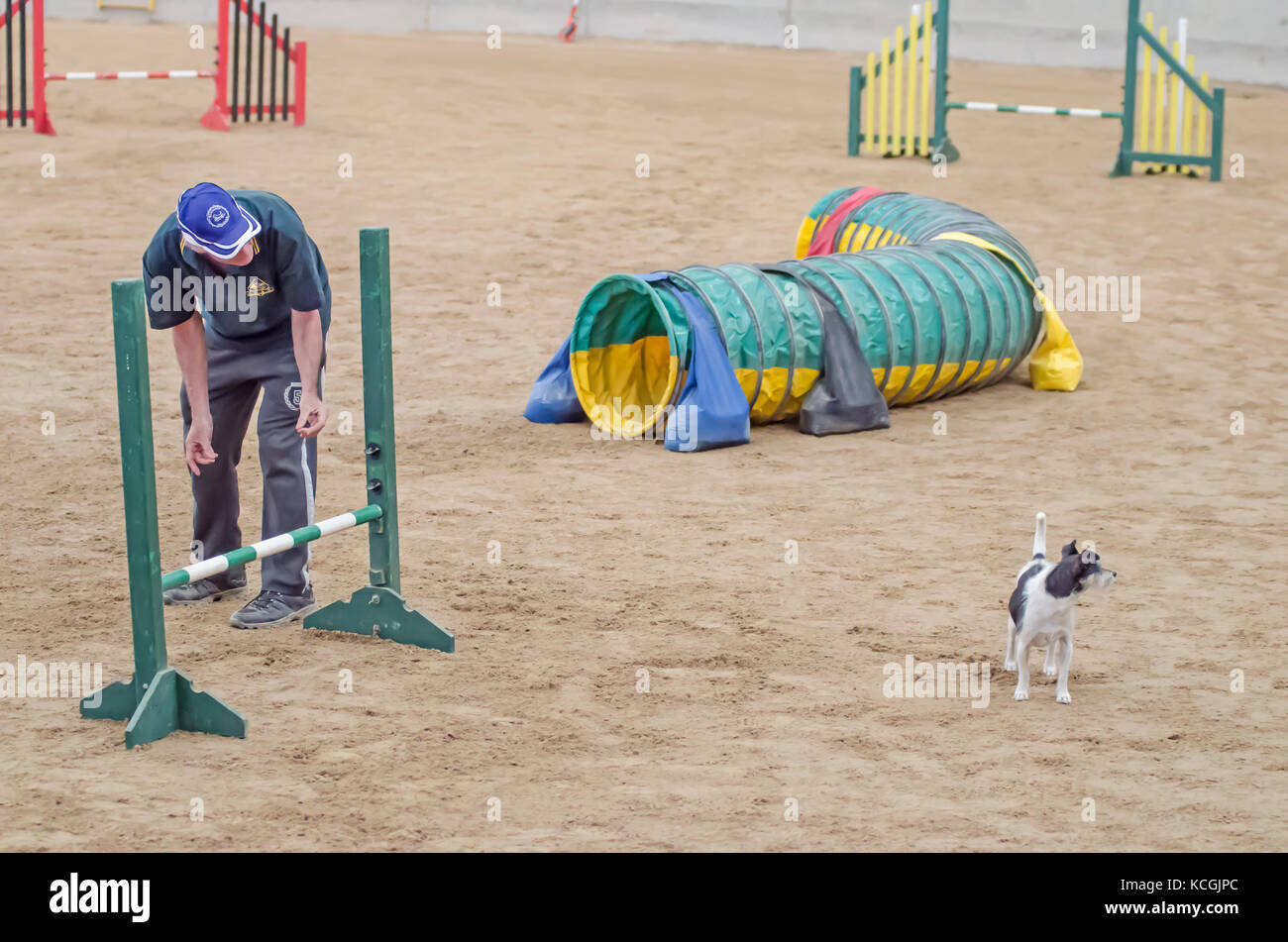 Einem ungehorsamen Hund während Fähigkeit Versuche bei Agility hund Verband der Australien National Grand Prix. Tamworth, Australien. Stockfoto